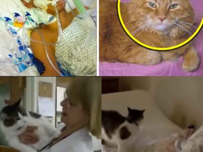 This Hospice Cat Climbed Onto a Dying Patient’s Bed, Then the Entire World Heard This Shocking Story